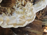 Gloeoporus dichrous image