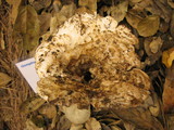 Gomphus kauffmanii image