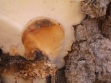 Tyromyces leucospongia image