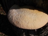 Tyromyces leucospongia image