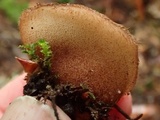Humaria hemisphaerica image