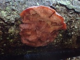 Leptoporus mollis image