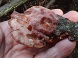 Leptoporus mollis image