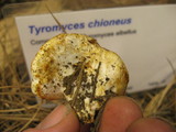 Postia fragilis image
