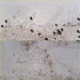 Coprinellus limicola image
