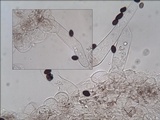 Coprinellus limicola image