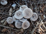 Tricholoma scalpturatum image
