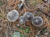 Tricholoma terreum image