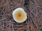 Cystoderma amianthinum image