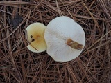 Cystoderma amianthinum image