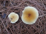 Cystoderma amianthinum image