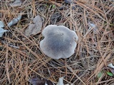 Tricholoma terreum image