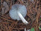 Tricholoma terreum image