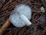 Tricholoma terreum image