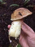 Boletus smithii image