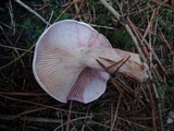 Hygrophorus purpurascens image