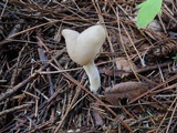 Helvella elastica image