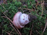 Hygrophorus purpurascens image