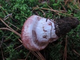 Hygrophorus purpurascens image