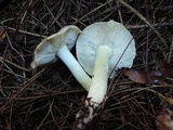 Tricholoma portentosum image