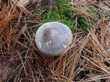 Tricholoma portentosum image
