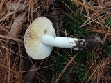Tricholoma portentosum image