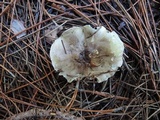 Tricholoma portentosum image