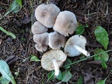 Tricholoma scalpturatum image