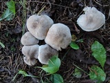 Tricholoma scalpturatum image