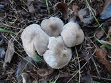 Tricholoma scalpturatum image