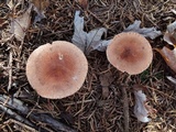 Tricholoma vaccinum image