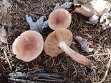 Tricholoma vaccinum image