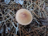 Tricholoma vaccinum image