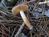 Tricholoma vaccinum image