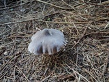 Tricholoma virgatum image