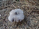 Tricholoma virgatum image