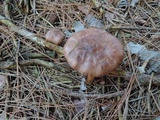 Chroogomphus vinicolor image