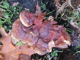 Ganoderma sessile image