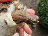 Ganoderma sessile image