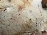 Ganoderma sessile image