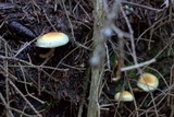 Hypholoma capnoides image