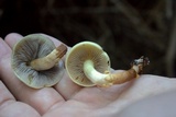 Hypholoma capnoides image