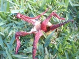 Clathrus archeri image