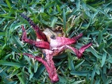 Clathrus archeri image