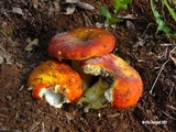Russula aurea image