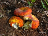 Russula aurea image