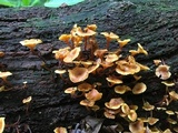 Xeromphalina kauffmanii image