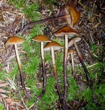 Phaeocollybia attenuata image
