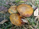 Suillus punctipes image