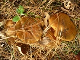 Suillus punctipes image
